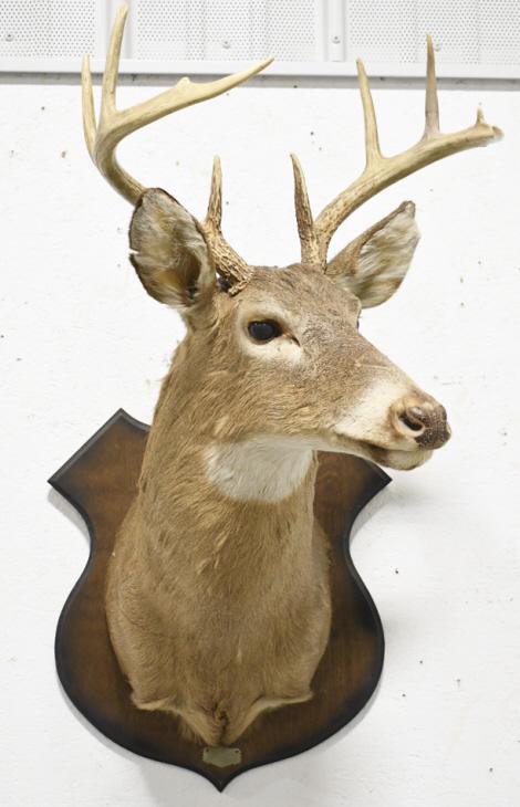 8 Point Whitetail Deer Shoulder Mount: 8 point Whitetail deer shoulder mount on wood plaque. Appears to be in overall fair condition with wear from age, storage, and display. One of the tines has been repaired. The antler span is approxima
