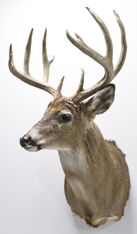 11 Point Whitetail Deer Shoulder Mount: 11 point Whitetail deer shoulder mount. Appears to be in nice condition with light wear from storage and display. The antler span is approximately 19" across, and the longest tine is approximately 9-1
