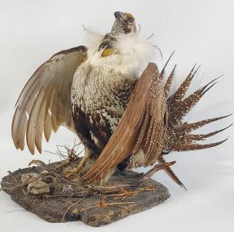 Ruffed Grouse Full Body Taxidermy Mount: Ruffed Grouse full body taxidermy mount. Has some toes missing on one claw and some feather loss. Measures 17-1/2" tall x 27" across x 18" deep.