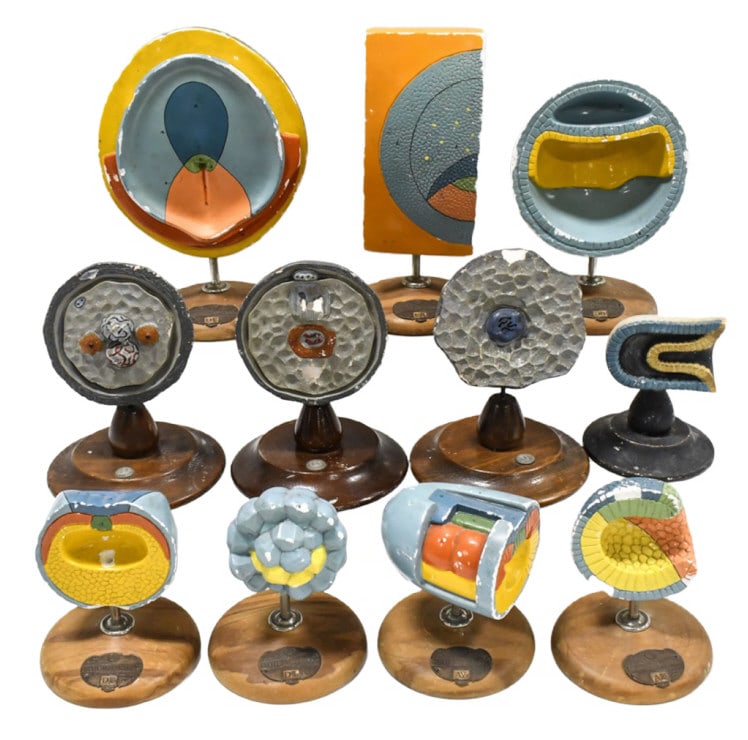 1940s Scientific / Medical Plaster Model Displays (1 of 15)