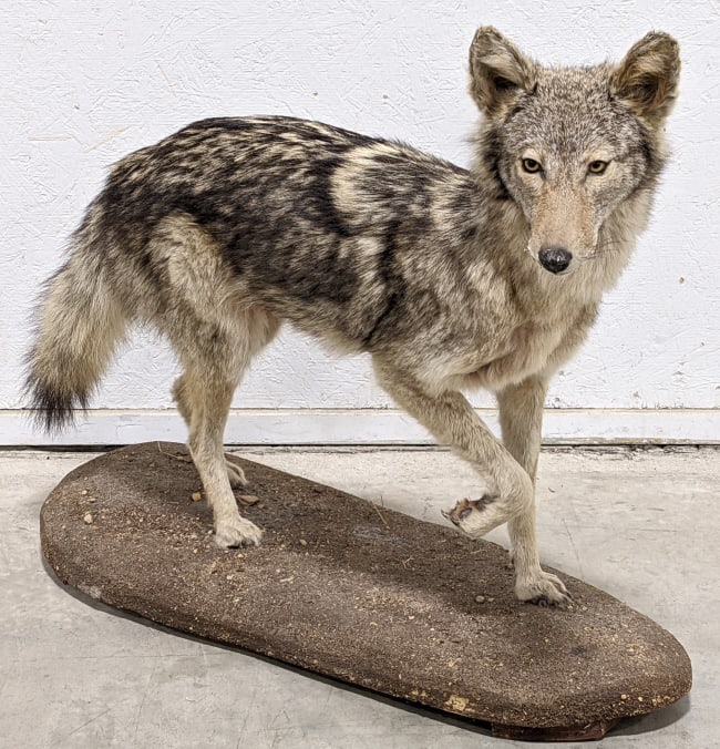Speckled American Coyote Full Body Mount on Base: Speckled American Coyote Full Body Mount on Base. Appears to be in nice condition with some hair loss behind the left ear and wear spot on the mouth. Approximately measures 27in tall x 32in wide x 12i