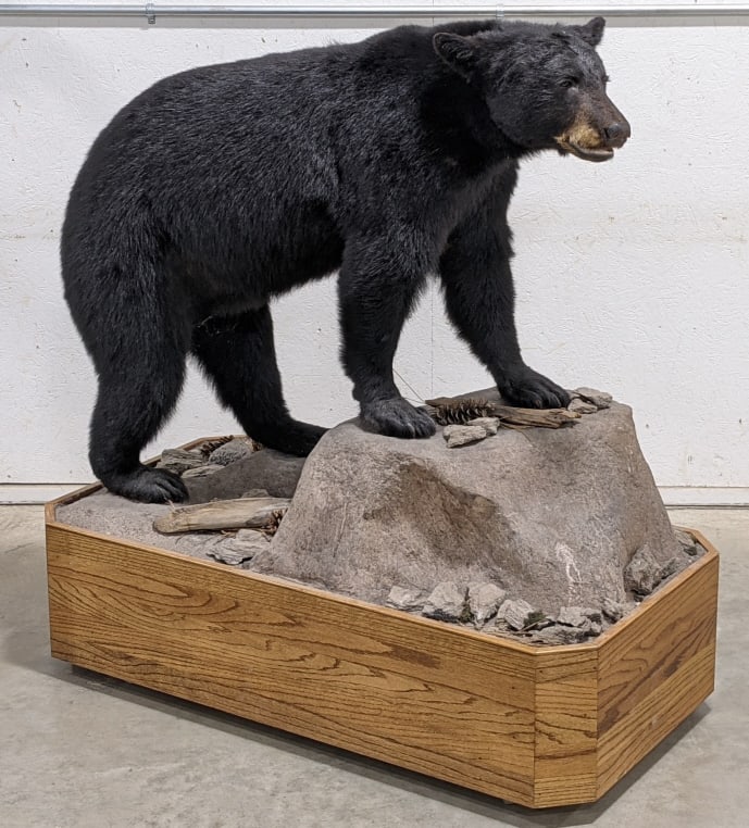 Black Bear Taxidermy Full Body Mount: Black Bear Taxidermy Full Body Mount. The bear has it front paws on a large rock. Displays very nicely. Overall with wood rolling display measures approximately 50" across by 26" deep by 53" tall.