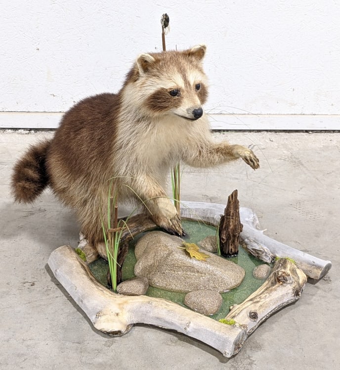 Raccoon Full Body Mount w/ River Habitat Base: Raccoon Full Body Mount w/ River Habitat Base. Appears to be in nice condition and displays nicely with resin river, faux rocks, and foliage. Overall measures 28in wide x 21in tall x 21in deep.