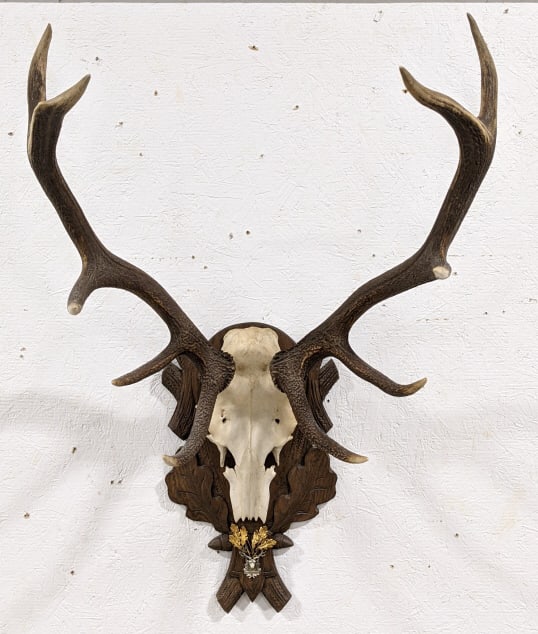 10-Point Red Deer Skull and Antler Mount on Plaque: 10-Point Red Deer Skull and Antler Mount on Plaque. Displays well with dark antlers and light wear from display and age. Comes on detailed plaque german center piece and photo of the kill on the back.