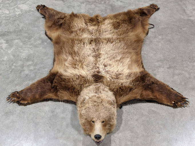Large Brown Bear Skin Rug W/ Head & Paws