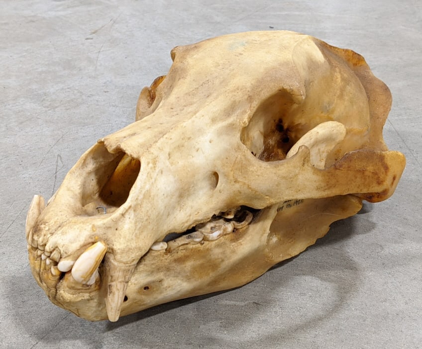 1968 Grizzly Bear Skull: 1968 Grizzly Bear Skull. Nice large grizzly bear skull. Skull is missing a few of its teeth and some have chips in them. Displays well with discoloration from age. Measures approx 14in long x 9in wide