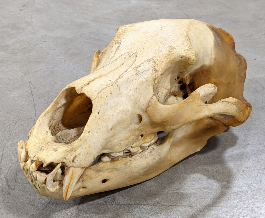 1969 Grizzly Bear Skull: 1969 Grizzly Bear Skull. Nice large grizzly bear skull. Skull is missing a few of its teeth and some have chips in them. Displays well with discoloration from age. Measures approx 12-1/2in long x 8in 