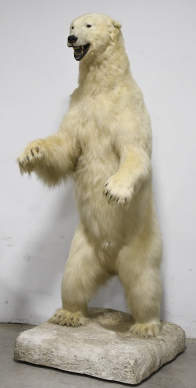 Full Body Taxidermy Standing Polar Bear w Base: *CAN ONLY BE PURCHASED BY A RESIDENT OF THE UNITED STATES*Outstanding vintage full body standing taxidermy polar bear with custom base. Polar bear appears to be in nice condition with some wear from a