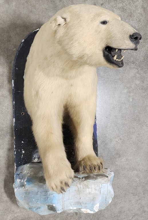 Polar Bear Half Body Mount Outstreched on Iceberg: *CAN ONLY BE PURCHASED BY A RESIDENT OF THE UNITED STATES*Polar Bear Half Body Mount Outstretched on Iceberg. This mount is in nice condition with all of its claws and nice looking fur. It's right ear