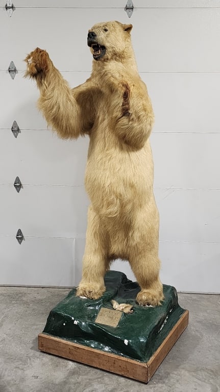 Large Vtg Full Body Polar Bear Mount: *CAN ONLY BE PURCHASED BY A RESIDENT OF THE UNITED STATES*Large Vtg Full Body Polar Bear Mount. This rare piece was hunted in 1966 by John Rakoczy in Kotzebue, Alaska, and was mounted by Denver Jonas