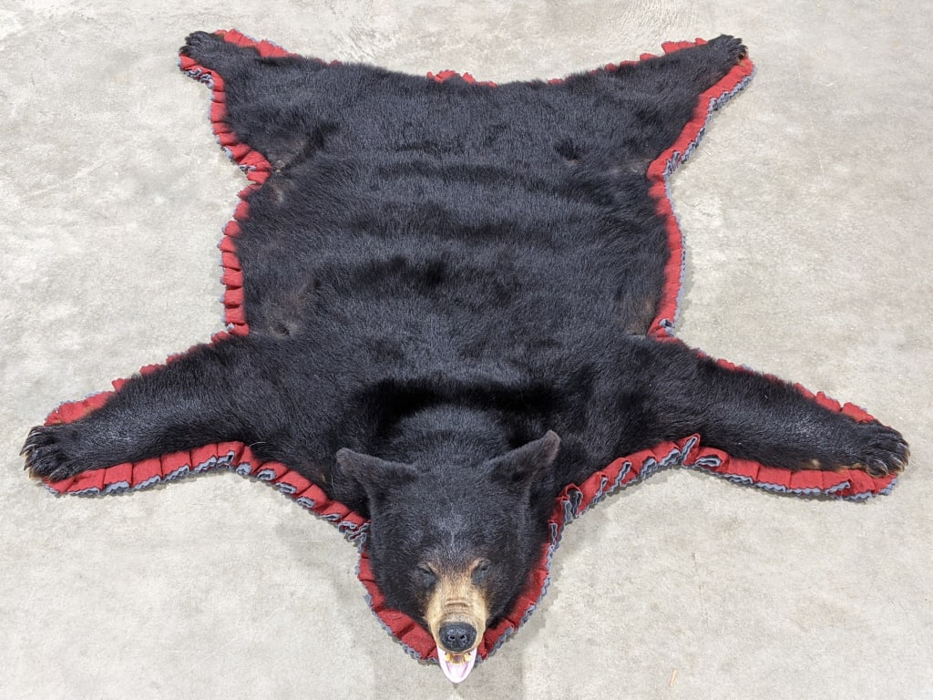 Large Black Bear Skin Rug w/ Head & Paws: Large Black Bear Skin Rug w/ Head & Paws on Double Felted Mat. Is in very nice condition with all claws intact and displays nicely with open mouth. Measures approx 62in wide x 69in long.