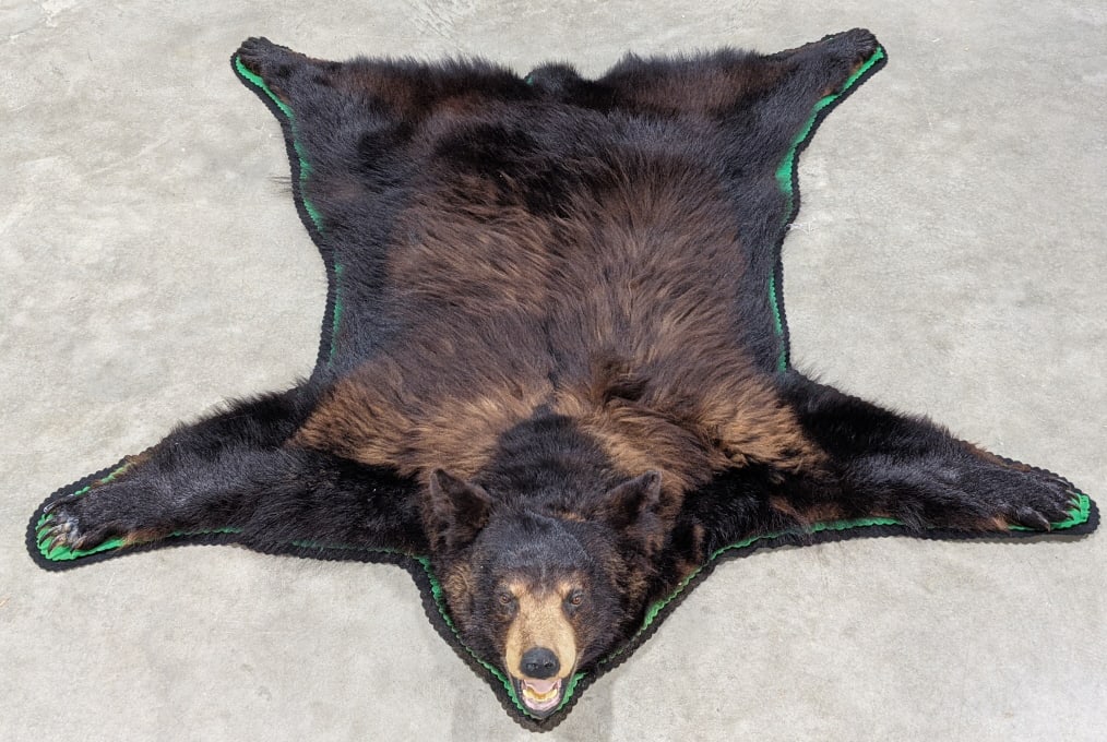 Brute Black Bear Skin Rug w/ Large Head & Long Fur: Brute Black Bear Skin Rug w/ Large Head & Long Fur on Double Felted Mat. Is in very nice condition with all claws intact and displays nicely with open mouth. Measures approx 65in wide x 64in long.