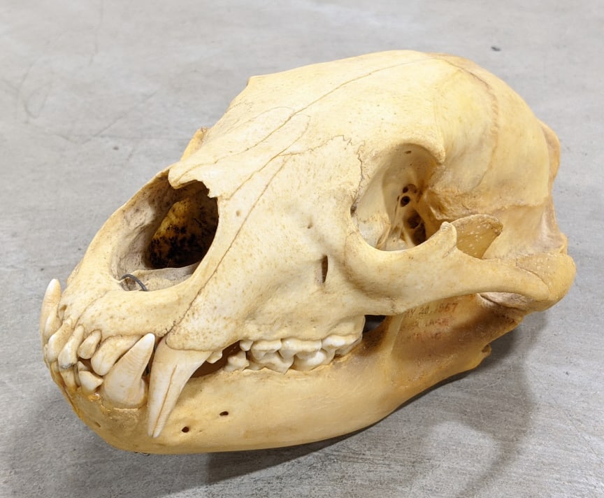 1967 Black Bear Skull: 1967 Black Bear Skull. Nice large black bear skull. Skull has most of its teeth intact only missing one. Displays well with nice discoloration from age. Skull measures approx 9-1/2in long x 6in wide x