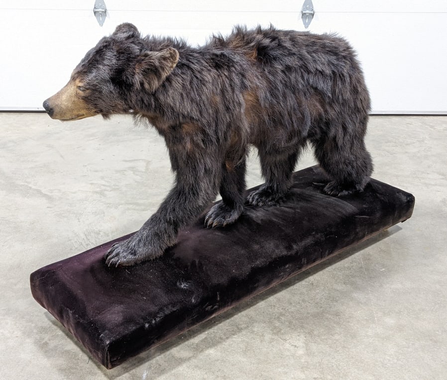 Full Body Black Bear Mount on Rolling Velvet Base: Full Body Black Bear Mount on Rolling Velvet Base. Bear is in nice condition in a walking position with some hair loss. Overall with base measures approx 58in wide x 19in deep x 37in tall.