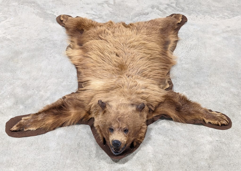 Vtg Brown Bear Skin Rug w/ Head & Paws: Vtg Brown Bear Skin Rug w/ Head & Paws on Felted Mat. Rug is in nice condition with one paw detatched but reglued on and displays nicely with open mouth on green mat. Measures approx 56in wide x 58in