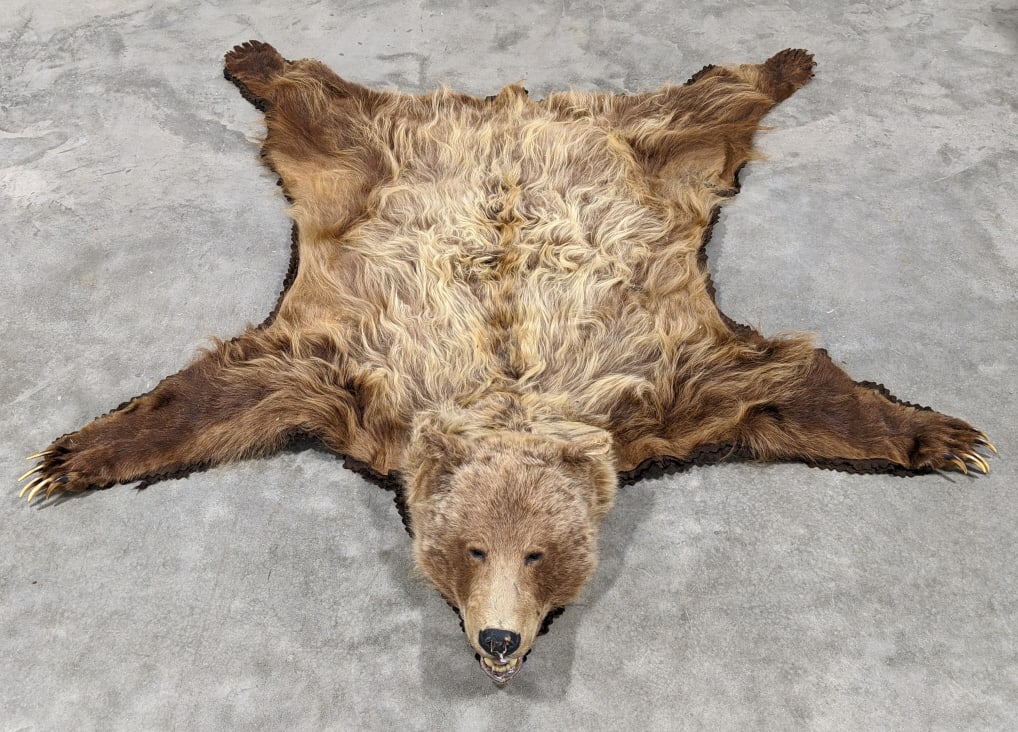 Vtg Large Brown Bear Skin Rug w/ Head & Paws: Vtg Large Brown Bear Skin Rug w/ Head & Paws on Felted Mat. Rug is in nice aged condition with some hair loss and damage to the lips and nose and displays nicely with open mouth on green mat. Measures