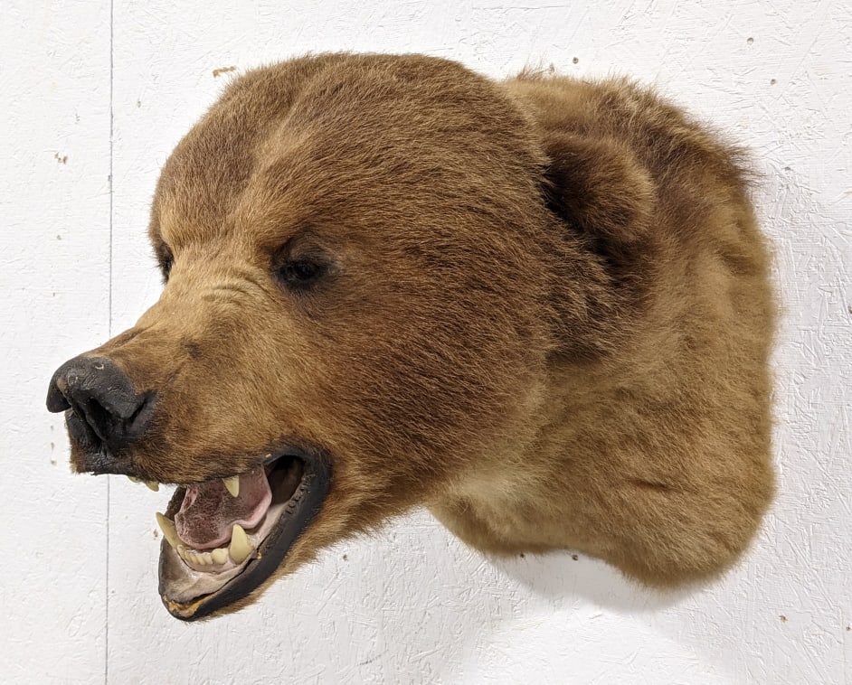 Large Brown Bear Shoulder Mount: Large Brown Bear Shoulder Mount. Mount is in nice condition with some wear around the mouth and lips and some hair loss on the ear tip from storage and display. Approx measures 17in wide x 19in tall x