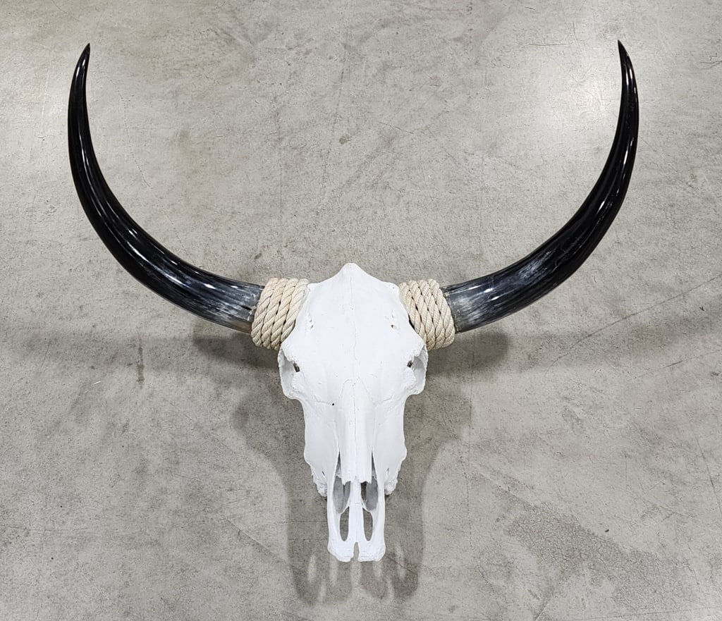 Steer Skull w/ Barn Rope Wrapped Horns: Steer Skull w/ Barn Rope Wrapped Horns. Skull is in nice new condition with nice contrasting black horns with the white skull. Measures approx 32-1/2in wide x 24in tall x18in deep.