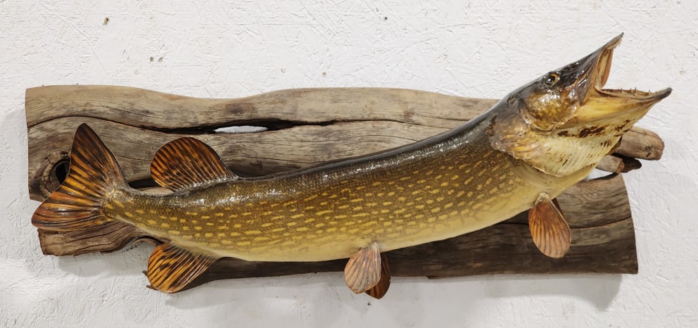 Vtg Northern Pike Taxidermy Mount on Drift Wood: Vtg Northern Pike Taxidermy Mount on Drift Wood. Mount is in very nice condition with some discoloration from age. Fish measures approx 30in. Overall measures approx 32in wide x 14in tall x 9-1/2in de