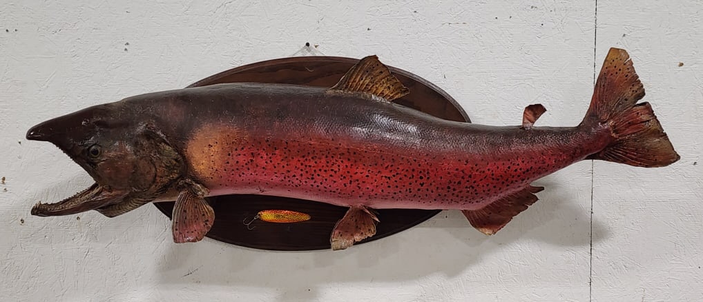 Giant 48in Alaskan King Salmon Mount on Plaque: Giant 48in Alaskan King Salmon Mount on Plaque w/ Lure. Mount is in nice aged condition with some damage to the fins from age and display. Left side pectoral fin has been reglued on. Overall measures 