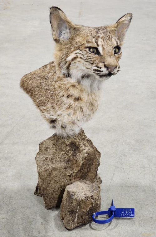 Bobcat Shoulder Mount on Faux Rock Base: Bobcat Shoulder Mount on Faux Rock Base. Piece is in new condition and displays nicely. Overall measures approx 10in wide x 15in tall x 9in deep.