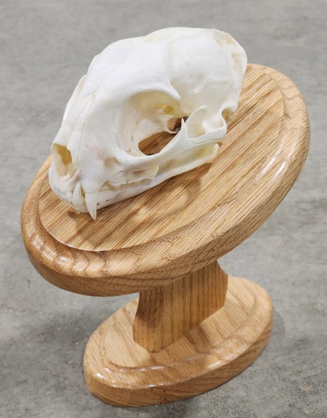Bobcat Skull Mount on Oak Pedestal: Bobcat Skull Mount on Oak Pedestal. Piece is in nice condition and displays nicely. Skull measures 5in long. Overall measures approx 5in wide x 8-1/2in tall x 7in deep.