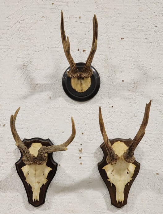 3) Roebuck Skull & Antler Mounts on Plaques: 3) Roebuck Skull & Antler Mounts on Plaques. Pieces are in nice condition and displays nicely. Largest overall measures approx 5-1/2in wide x 11in tall x 6in deep.