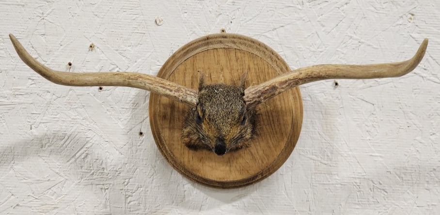 Fantasy Long Horn Grey Squirrel Shoulder Mount: Fantasy Long Horn Grey Squirrel Shoulder Mount on Plaque. Mount is in nice new condition and displays nicely as a unique creative piece. Overall measures approx 12in wide x 6in tall x 5in deep.