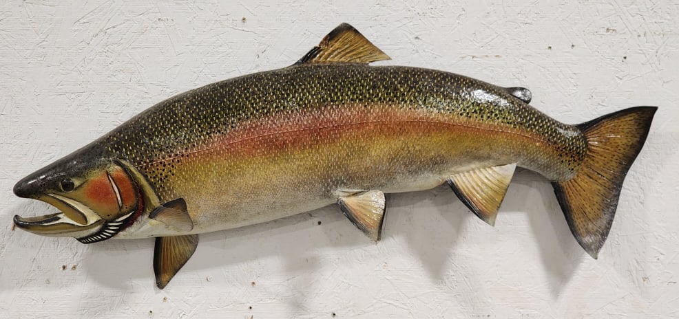Steelhead Trout Chained to Rainbow Wall Mount: Steelhead Trout Chained to Rainbow Wall Mount. Mount is in nice aged condition and displays nicely and has changed to the rainbow coloration for spawning. Overall measures approx 29in wide x 11in tall