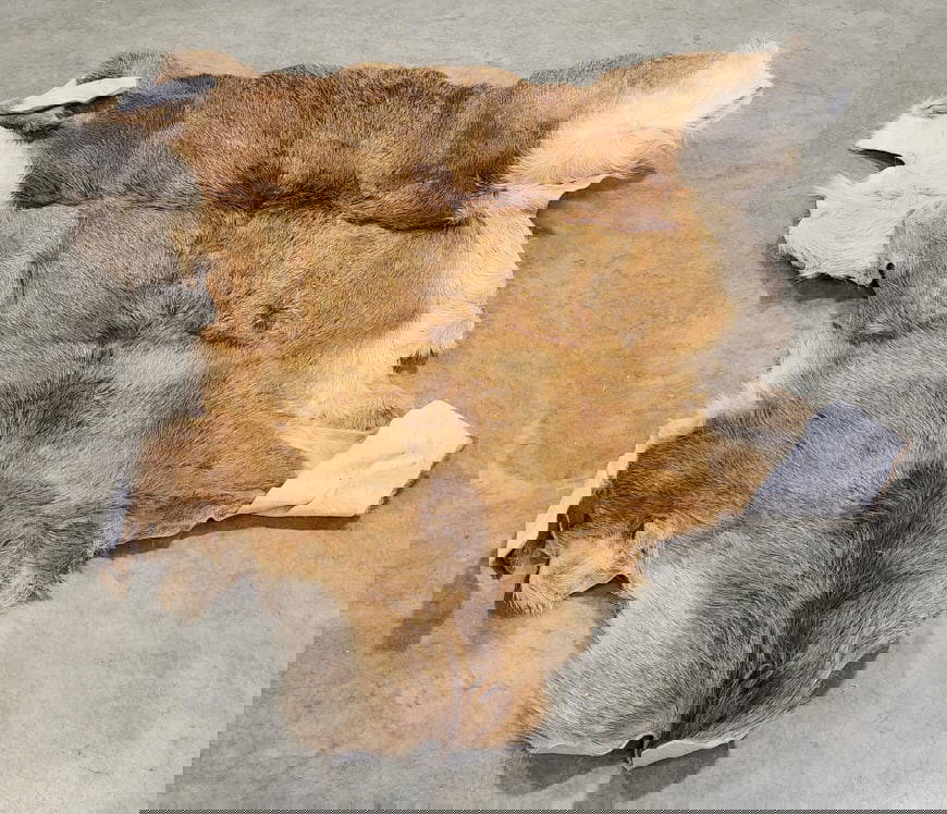 Vtg Whitetail Deer Hide Auction