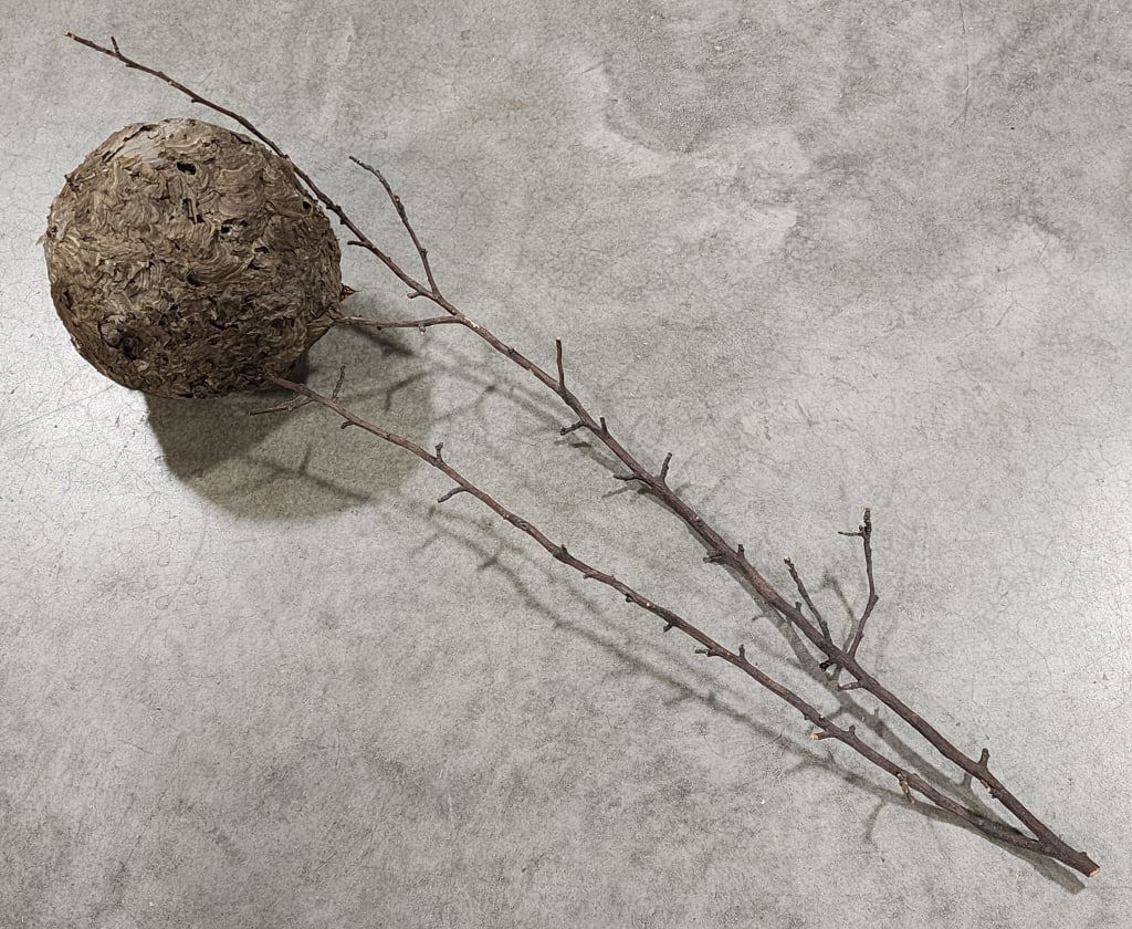 Authentic Hornets Nest on Maple Branch: Authentic Hornets Nest on Maple Branch. Piece is in nice condition and displays nicely. Nest measures easures approx 9in wide x 11in tall and overall measures 41in tall.