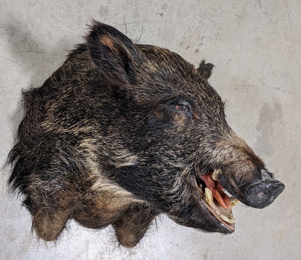 Wild Boar Taxidermy Shoulder Mount: Wild Boar Taxidermy Shoulder Mount. Mount is in very nice condition with large tusks and displays nicely. Measures approx 17in wide x 22-1/2in deep x 22in tall.