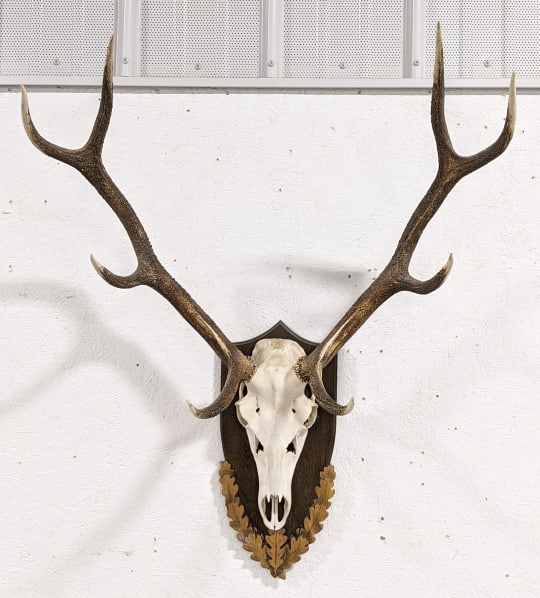 Large Black Stag Skull & Antler Mount on Plaque: Large Black Stag Skull & Antler Mount on Plaque. Mount is in very nice condition and displays well with oakk leaf decorated carved wood plaque. The back side of the plaque has a cut out containing a p