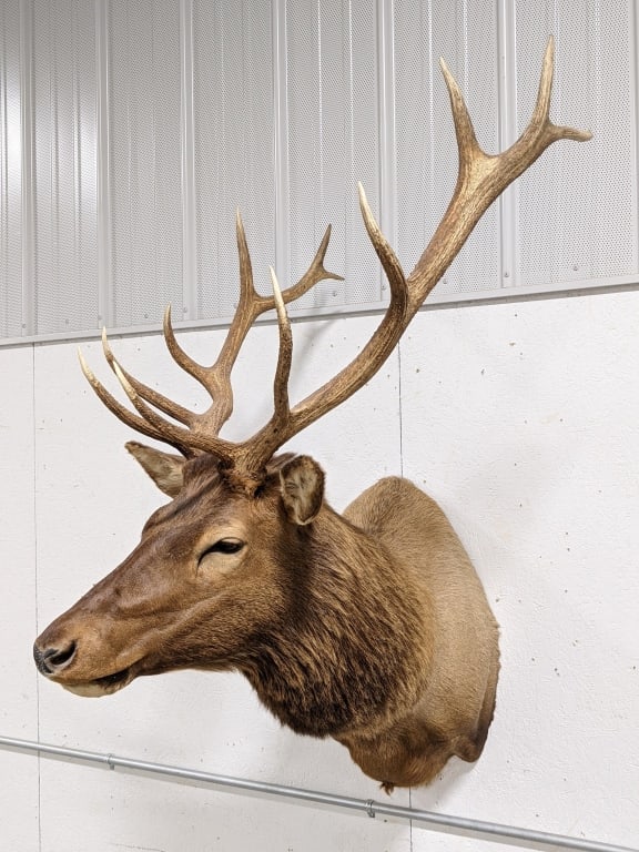 Very Large Bull Elk Taxidermy Shoulder Mount: Very Large Bull Elk Taxidermy Shoulder Mount. This mount is in very nice condition and displays very nicely with its large antlers. The antler span measures 33in and the longest tine is 12in. Measures