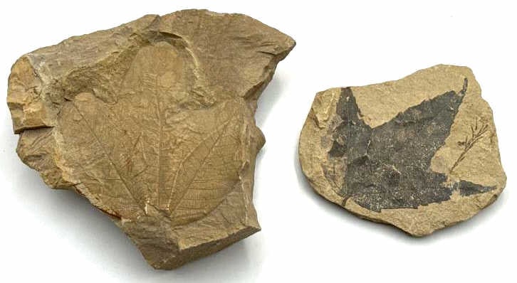 Pair Of Genuine Prehistoric Leaf Fossils: Lot includes Tretihorni Flora Doly Bilina and Platanus sp.Paleocene epoch sentinel Butte formation McLean County, North Dakota. They measure 4-1/2" & 6-1/4" across.