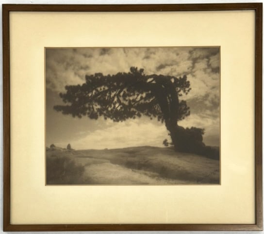 Jesse T. Banfield Leaning Tree Photogravure Print: Vintage Photogravure Print by San Francisco artist Jesse T. Banfield. The print is under glass and in great condition, signed in the lower right. Photo measures 9-1/2" across x 7-1/2" tall, framed mea