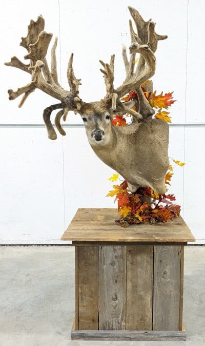 Non-Typical Whitetail Shoulder Mount on Base: Non-Typical 44-Point Whitetail Shoulder Mount on Base. Mount is in fair condition and displays well on the barn wood base. Mount is starting to have some heavy hair loss around the ears and along the 