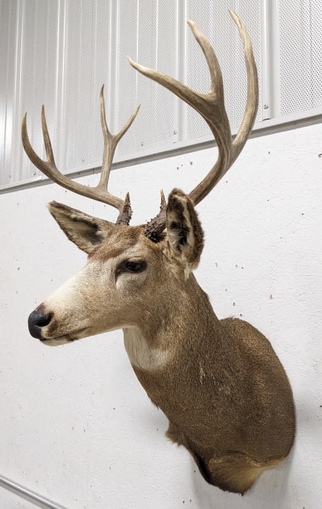 9-Point Mule Deer Taxidermy Shoulder Mount: 9-Point Mule Deer Taxidermy Shoulder Mount. Appears to be in nice condition with light wear from storage and display. The antler span is approximately 21-3/4" across, and the longest tine is approxima