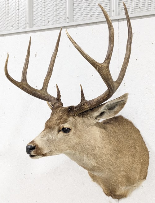 9-Point Mule Deer Shoulder Mount Taxidermy: 9-Point Mule Deer Shoulder Mount Taxidermy. Mount is in nice condition with light wear from display and age, and the stitches along the spine are a little wide but not noticible. Longest tine measures