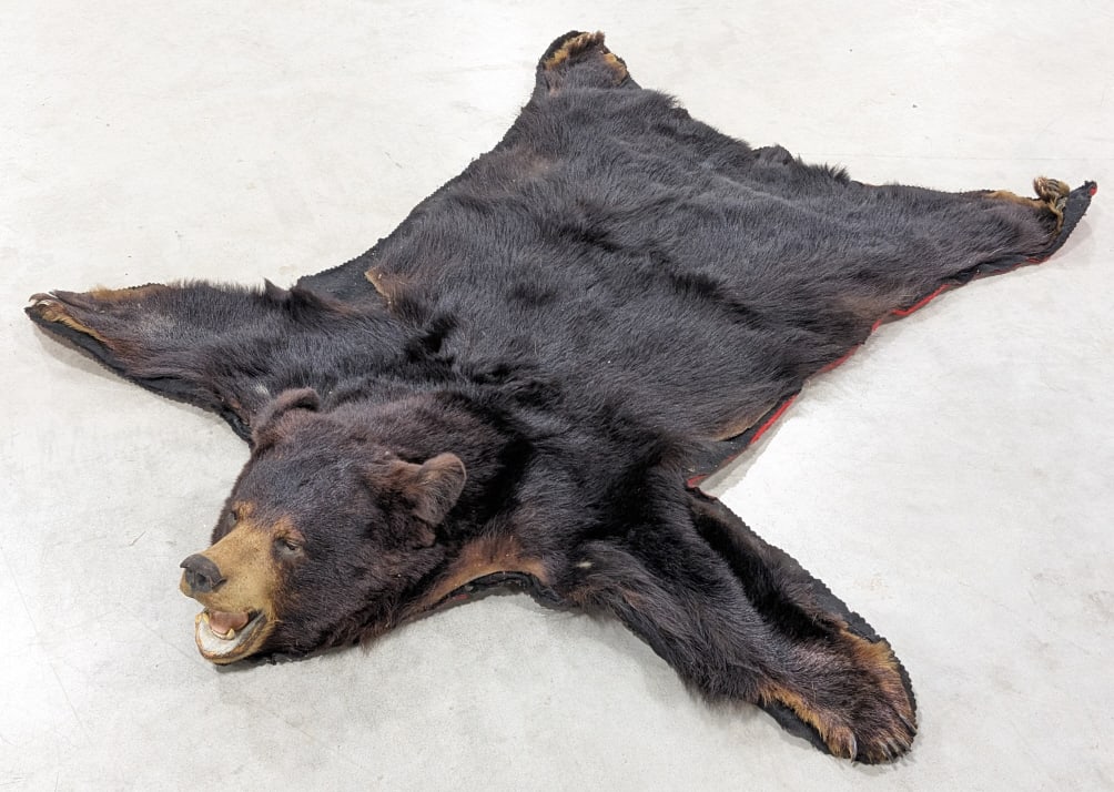 Vtg Black Bear Rug on Black & Red Matte: Vtg Black Bear Rug on Black & Red Matte. Rug is in fair aged condition with hair loss, damage to the feet / claws, and a piece missing from the hide. Overall measures 5.5ft long x 5.25ft wide. Ref #:
