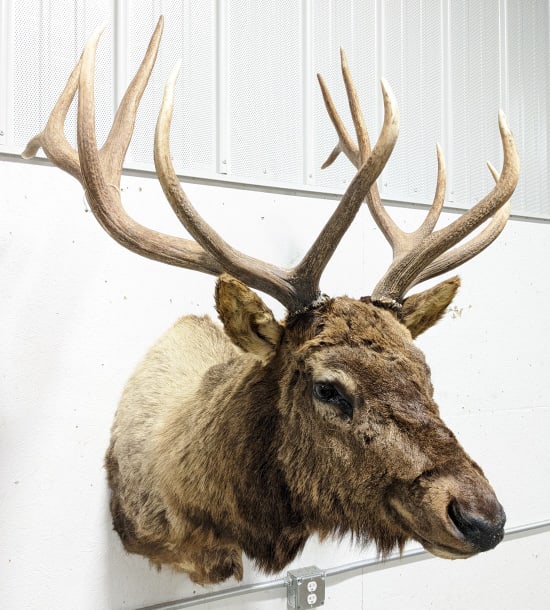 Large 12-Point Bull Elk Taxidermy Shoulder Mount: Large 12-Point Bull Elk Taxidermy Shoulder Mount. Mount is in nice aged condition with hair loss and other wear from display and age. Antler span measures 36in. Overall measures 57in tall x 36in wide 