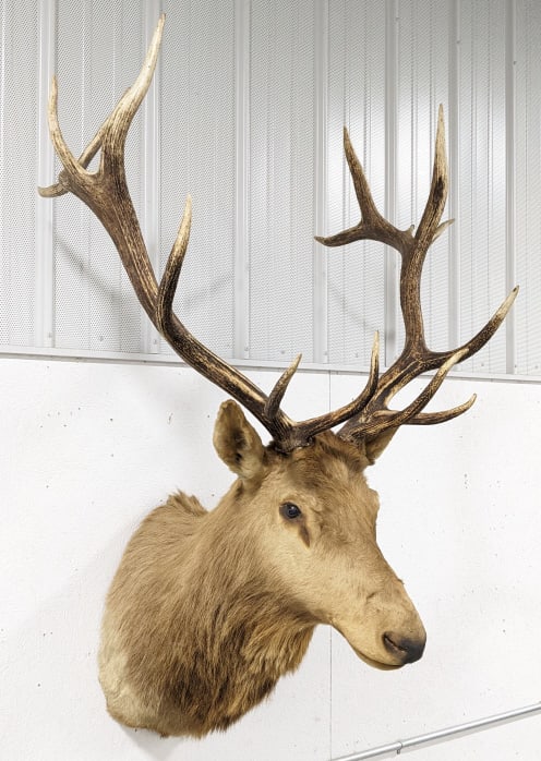 Large Vtg Bull Elk Shoulder Mount Taxidermy: Large 12-Point Bull Elk Taxidermy Shoulder Mount. Mount is in nice aged condition with hair loss and other wear from display and age. Antler span measures 36in. Overall measures 57in tall x 36in wide