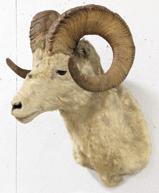 Vtg Dall Sheep Shoulder Mount Taxidermy: Vtg Dall Sheep Shoulder Mount Taxidermy. Mount is in nice condition with some heavy hair loss starting from age. Horns measures approx 33in long. Overall measures 21in wide x 24in deep x 28in tall. Re