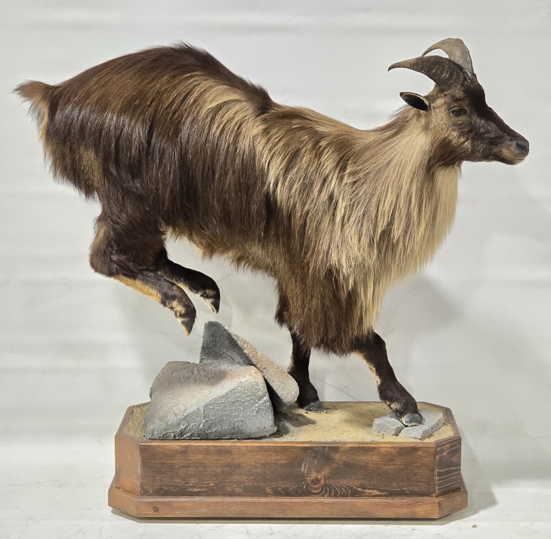Himalayan Tahr Full Body Taxidermy Mount Display: Landing Himalayan Tahr Full Body Taxidermy Mount Display. Appears to be in nice condition with light wear from storage and display. Overall the display measures approximately 49" tall x 20" deep x 55"