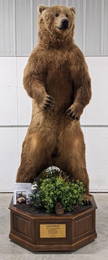 MONSTER SIZE Alaskan Coastal Brown Bear Taxidermy