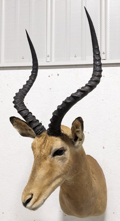 African Impala Taxidermy Shoulder Mount: African Impala Taxidermy Shoulder Mount. Appears to be in nice condition with light wear from storage and display. Horns measure approx 16-1/2in long. Overall measures 34in tall x 22in deep. Ref #: 50