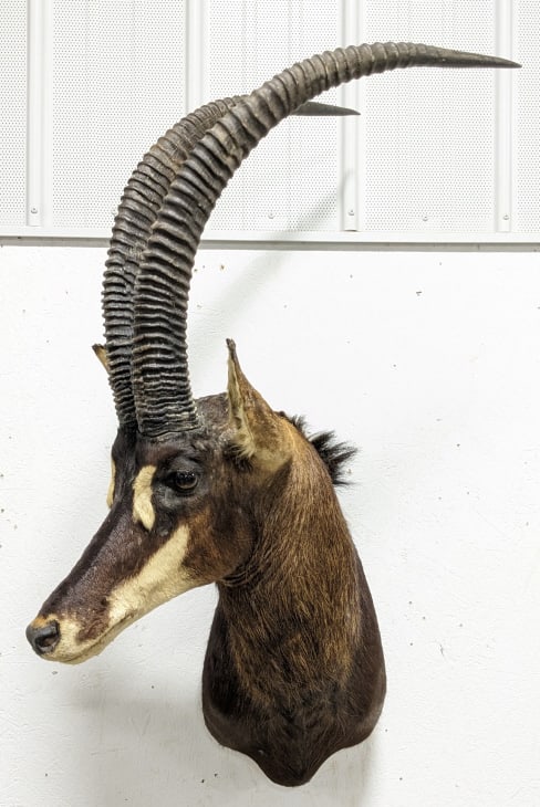 African Sable Antelope Taxidermy Shoulder Mount: African Sable Antelope Taxidermy Shoulder Mount. Appears to be in nice condition with light wear from storage and display. The horns measure approximately 30" long. Overall the mount measures approxim