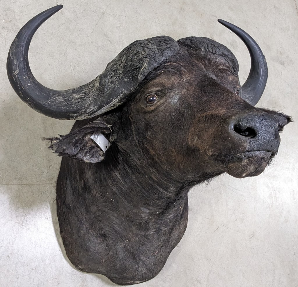 Cape Buffalo Taxidermy Shoulder Mount: Cape Buffalo Taxidermy Shoulder Mount. Mount is in very nice condition with with some light damage on the tips of the ears, and a crack on the right horn. Overall measures 37in wide x 39in deep x 34in