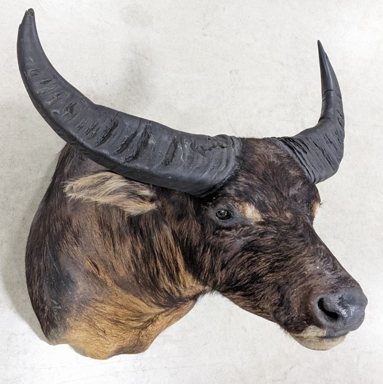 Vtg Asian Water Buffalo Shoulder Mount Taxidermy: Vtg Asian Water Buffalo Shoulder Mount Taxidermy. Mount is in nice aged condition in a forward looking position with hair loss and other light wear from age and display. Horns measure 26in long. Overa