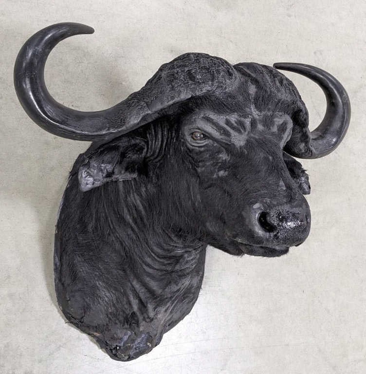 Vtg African Cape Buffalo Shoulder Mount Taxidermy: Vtg African Cape Buffalo Shoulder Mount Taxidermy. Mount is in aged condition with heavy wear around the edges of the mount, but no other noticeable wear. Overall measures 39in wide x 36in deep x 36in